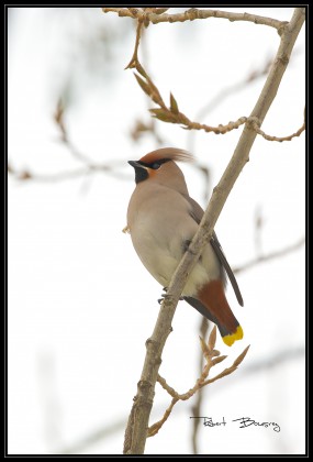 JASEUR BOREAL-