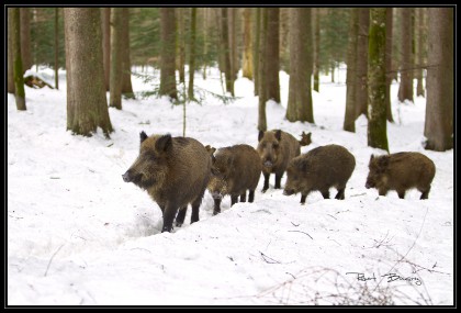 SANGLIER