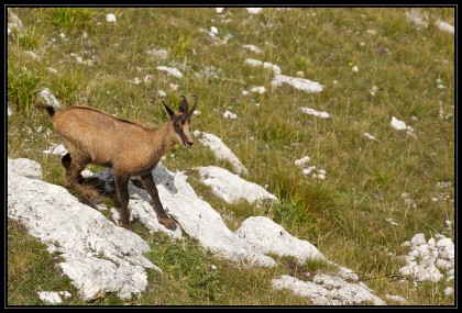 CHAMOIS