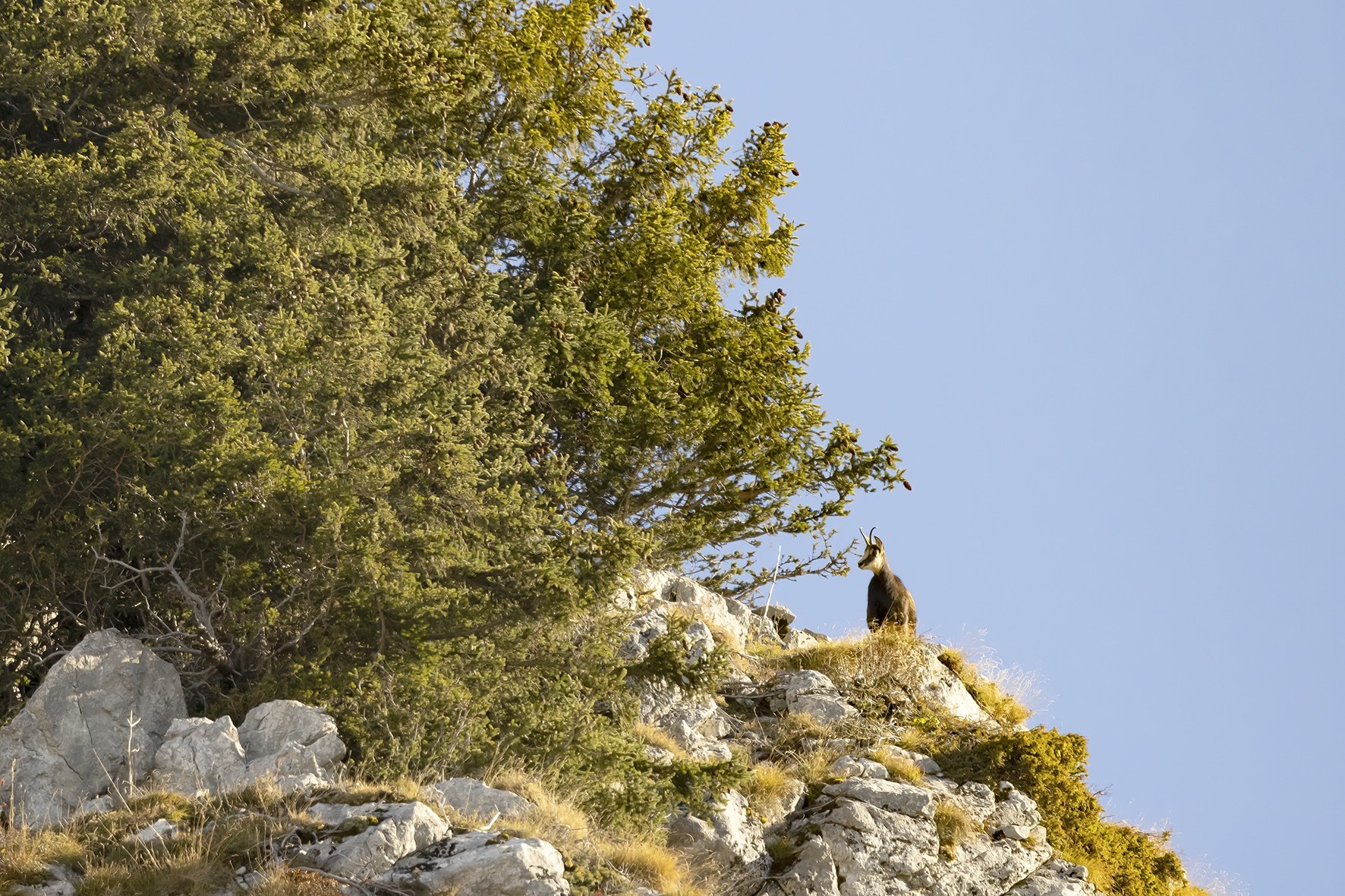 Chamois