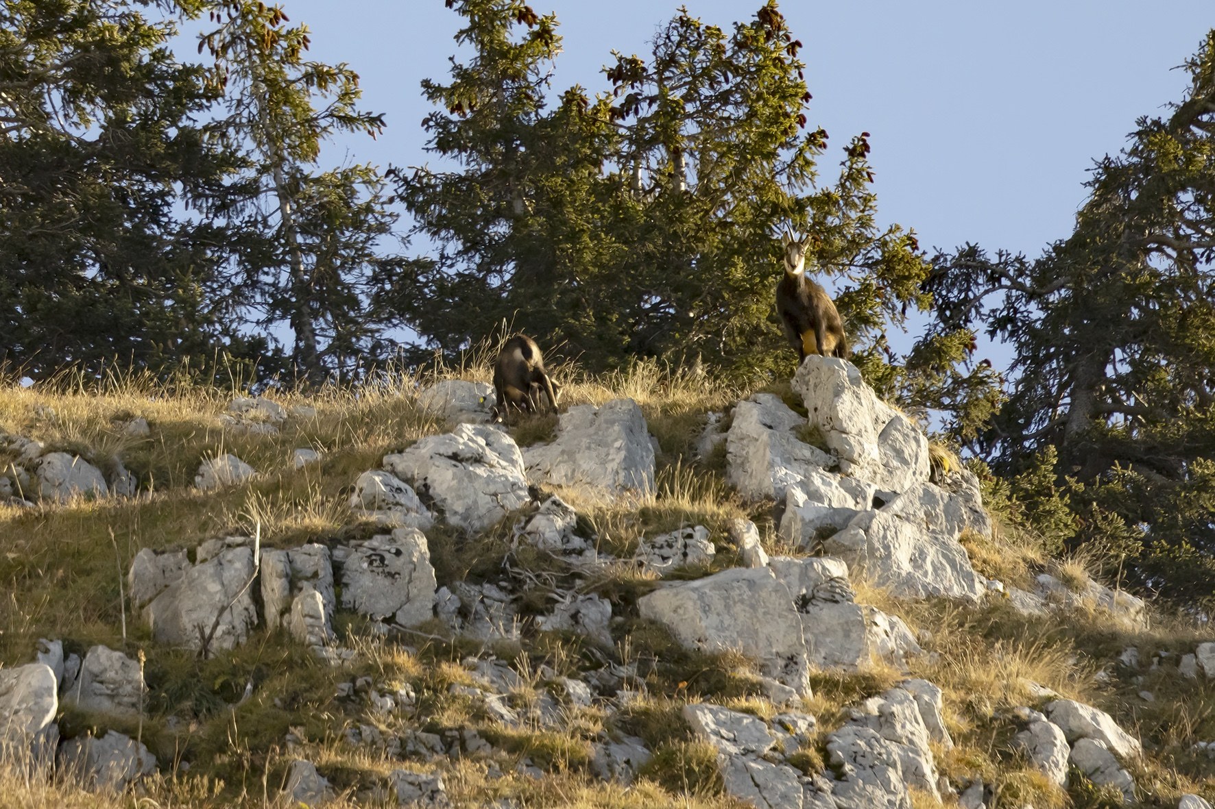Chamois