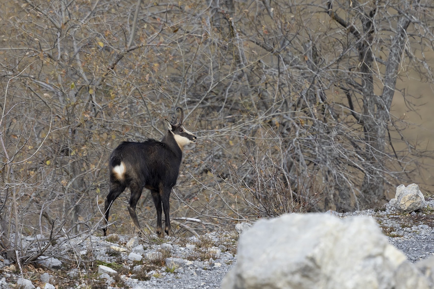 Chamois