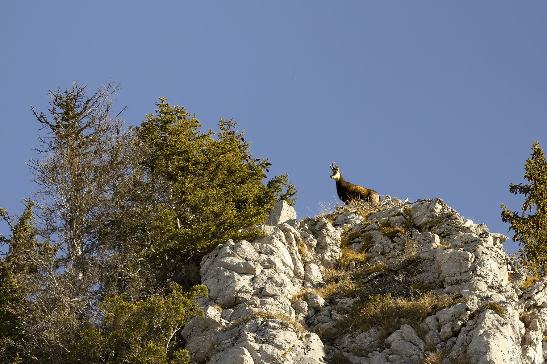 Chamois