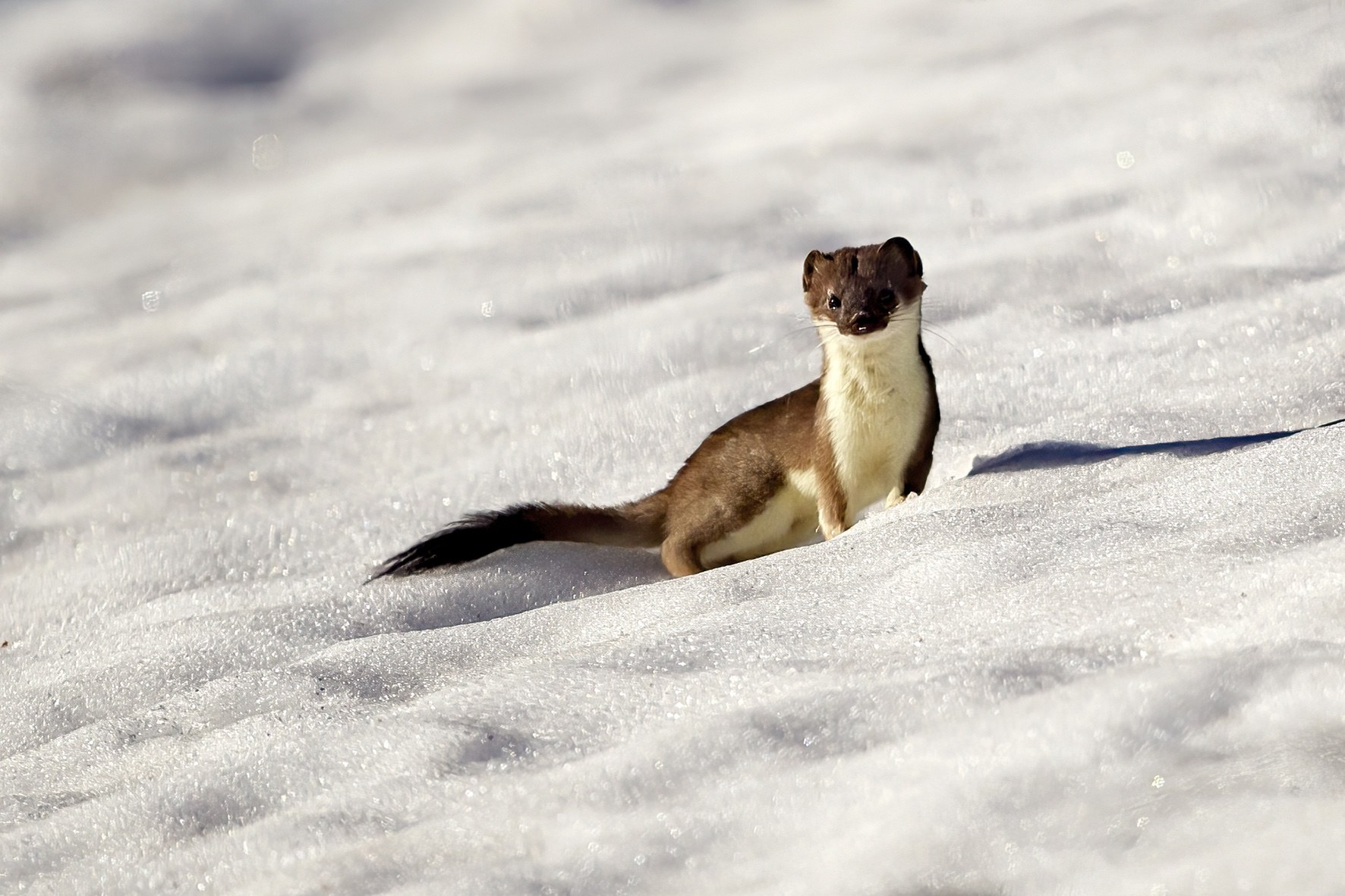 Le monde animal en hiver.