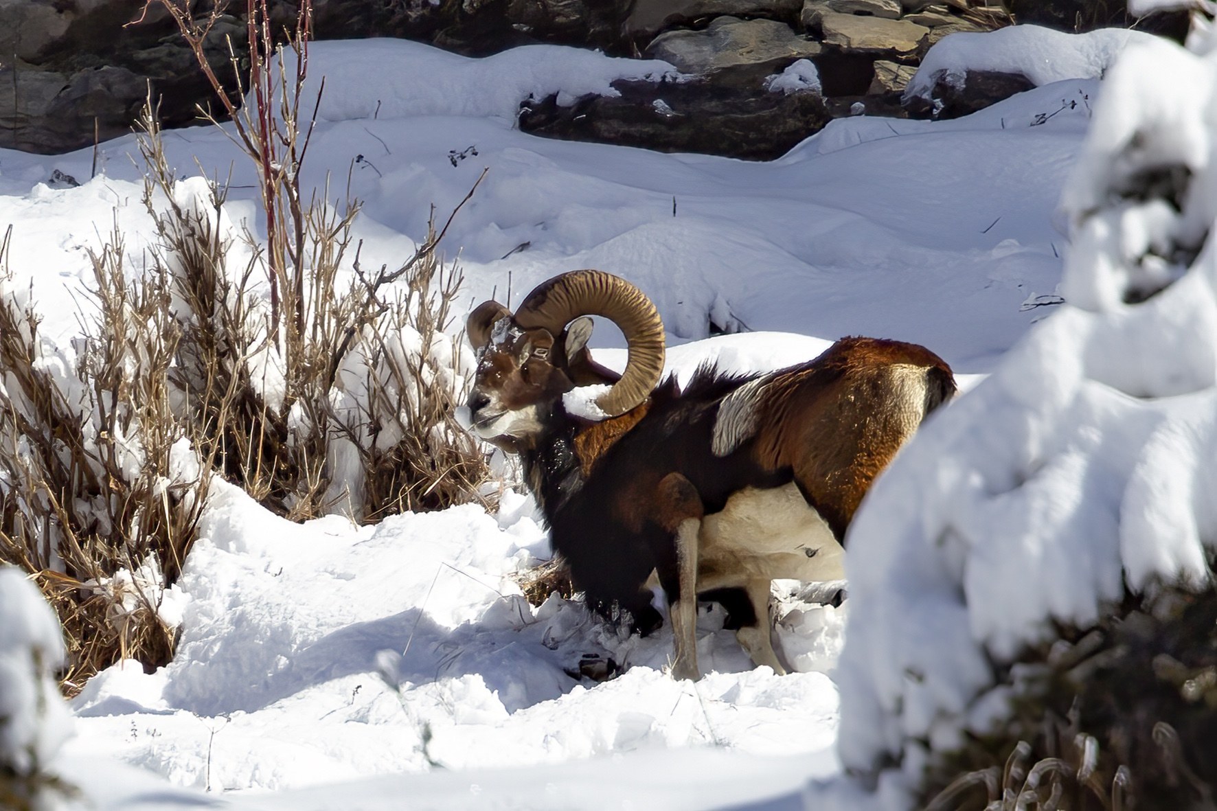 Le monde animal en hiver.