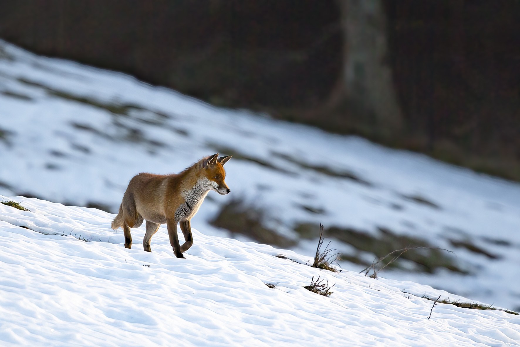 Le monde animal en hiver.