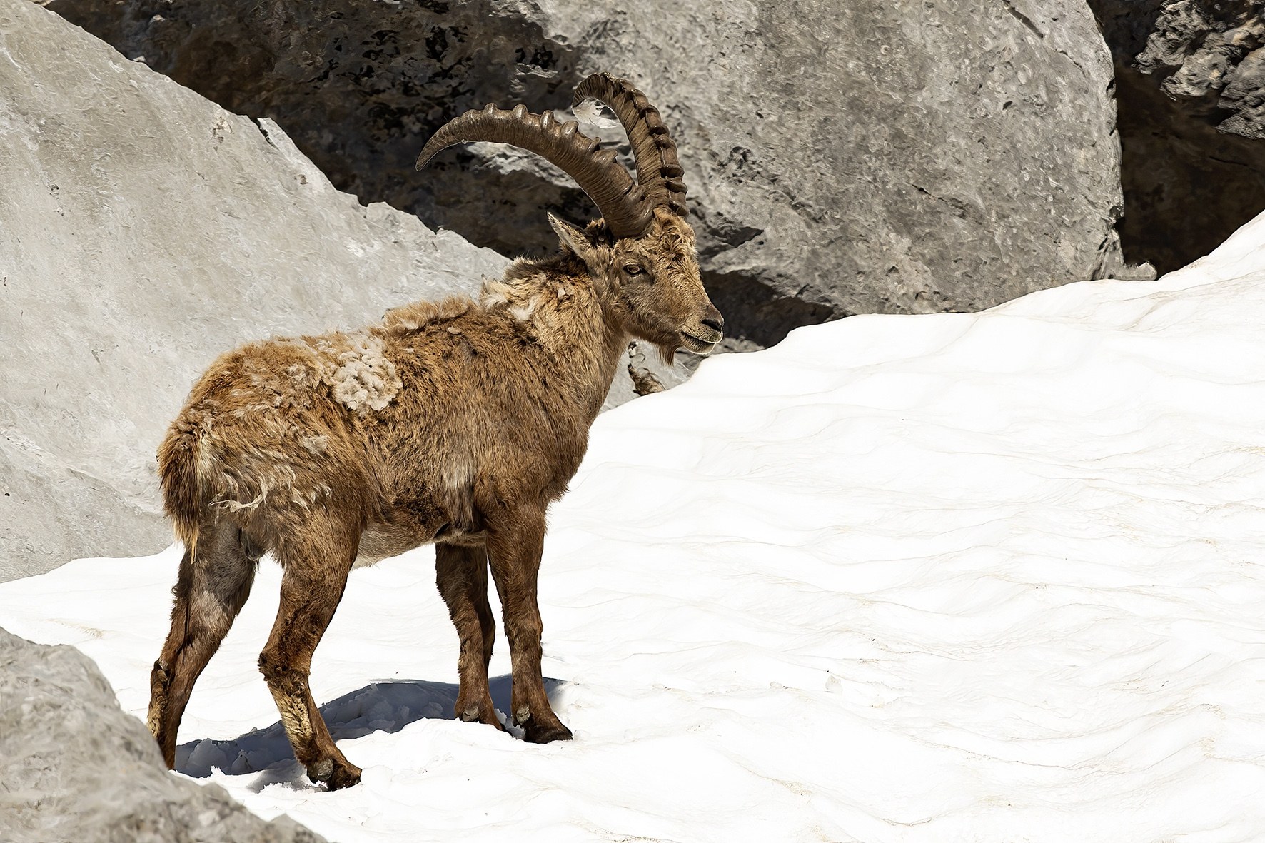 Le monde animal en hiver.