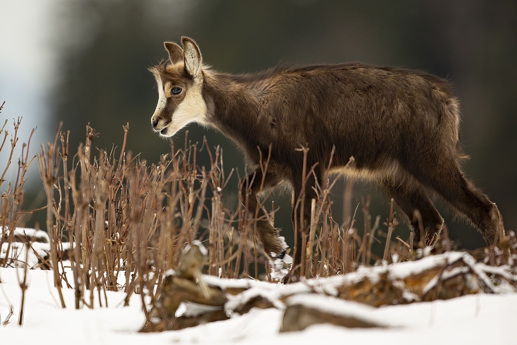 Le monde animal en hiver.