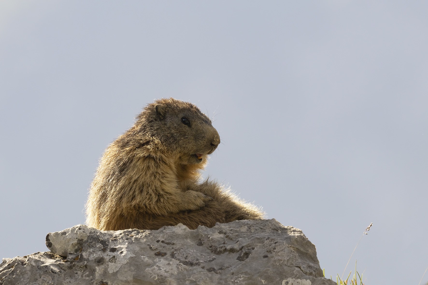 Marmotte.