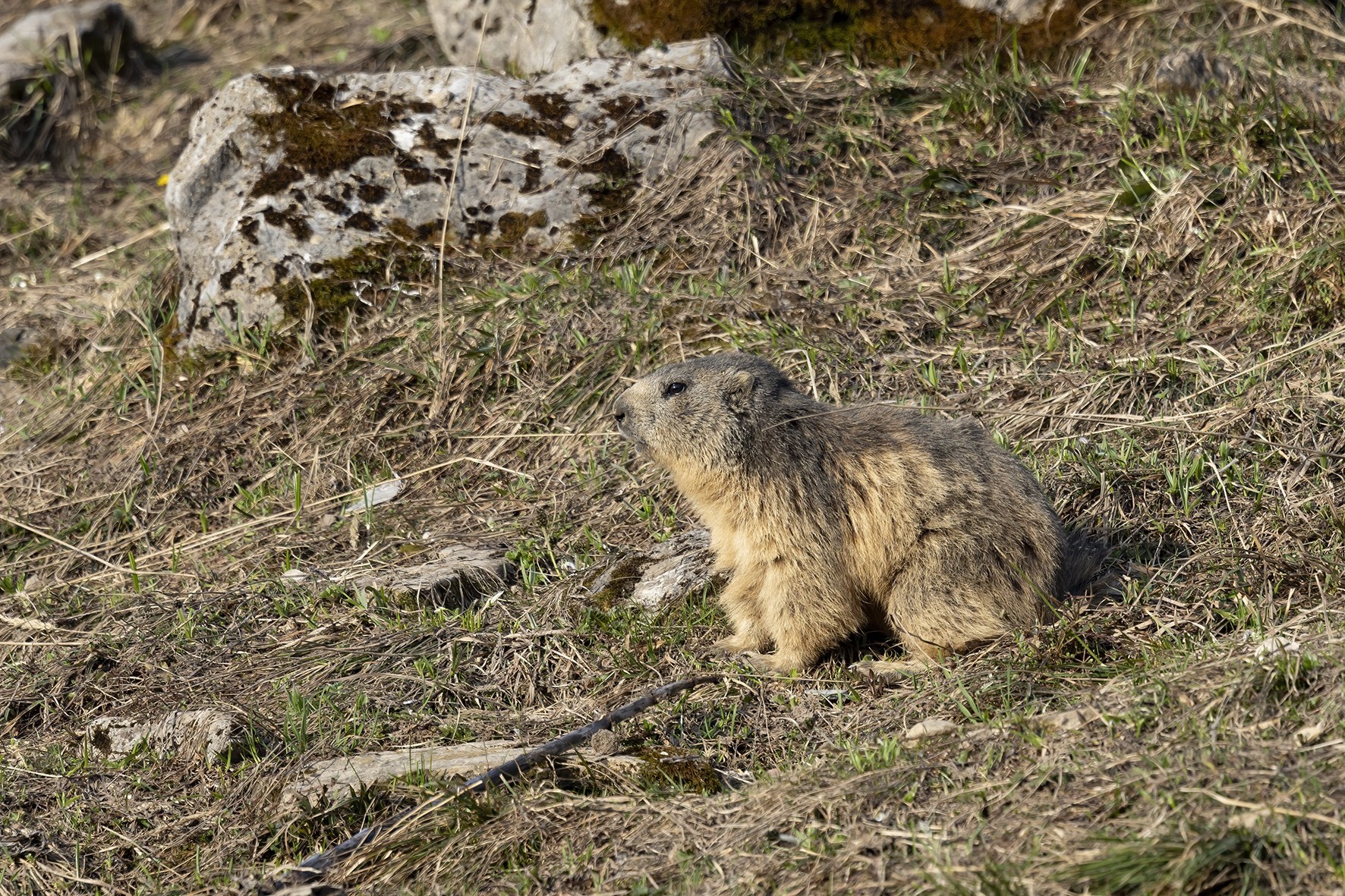 Marmotte.