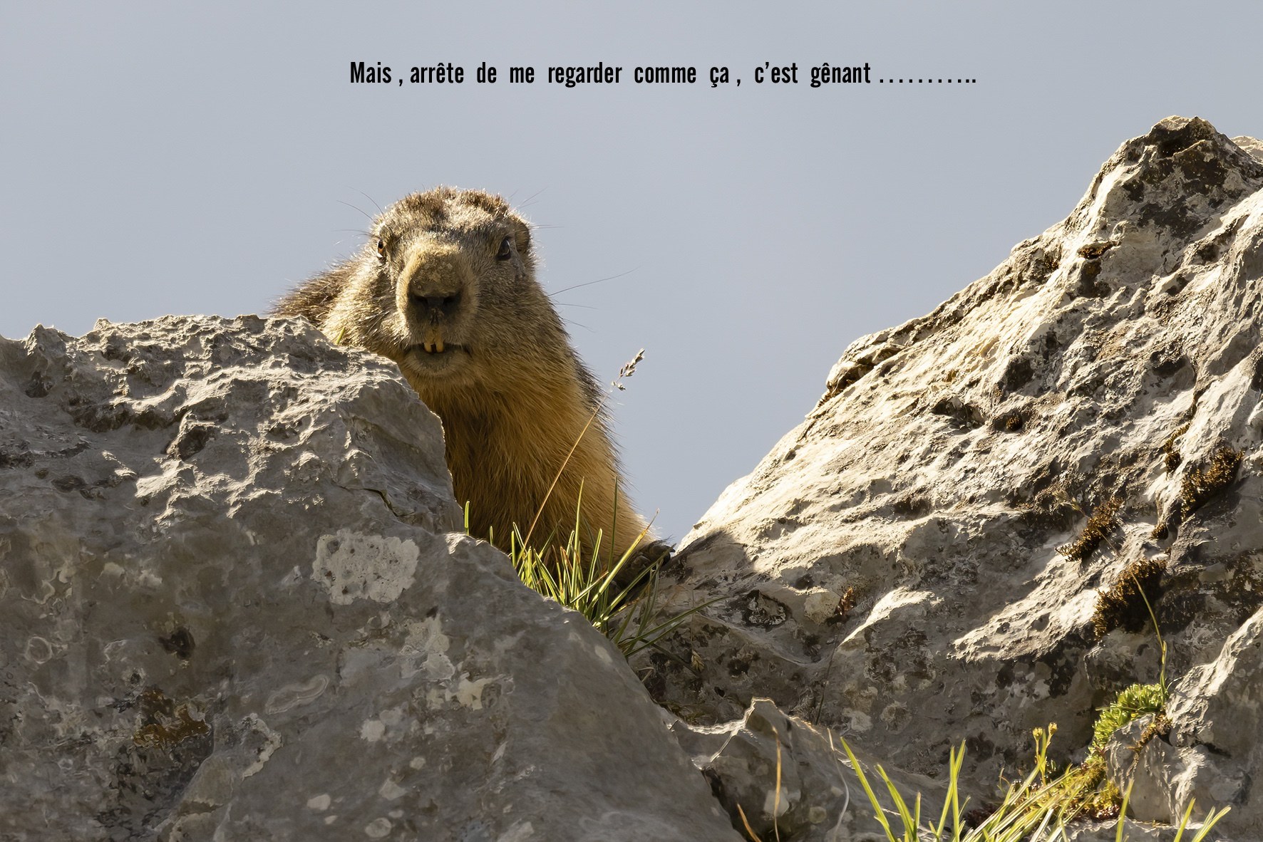 Marmotte.