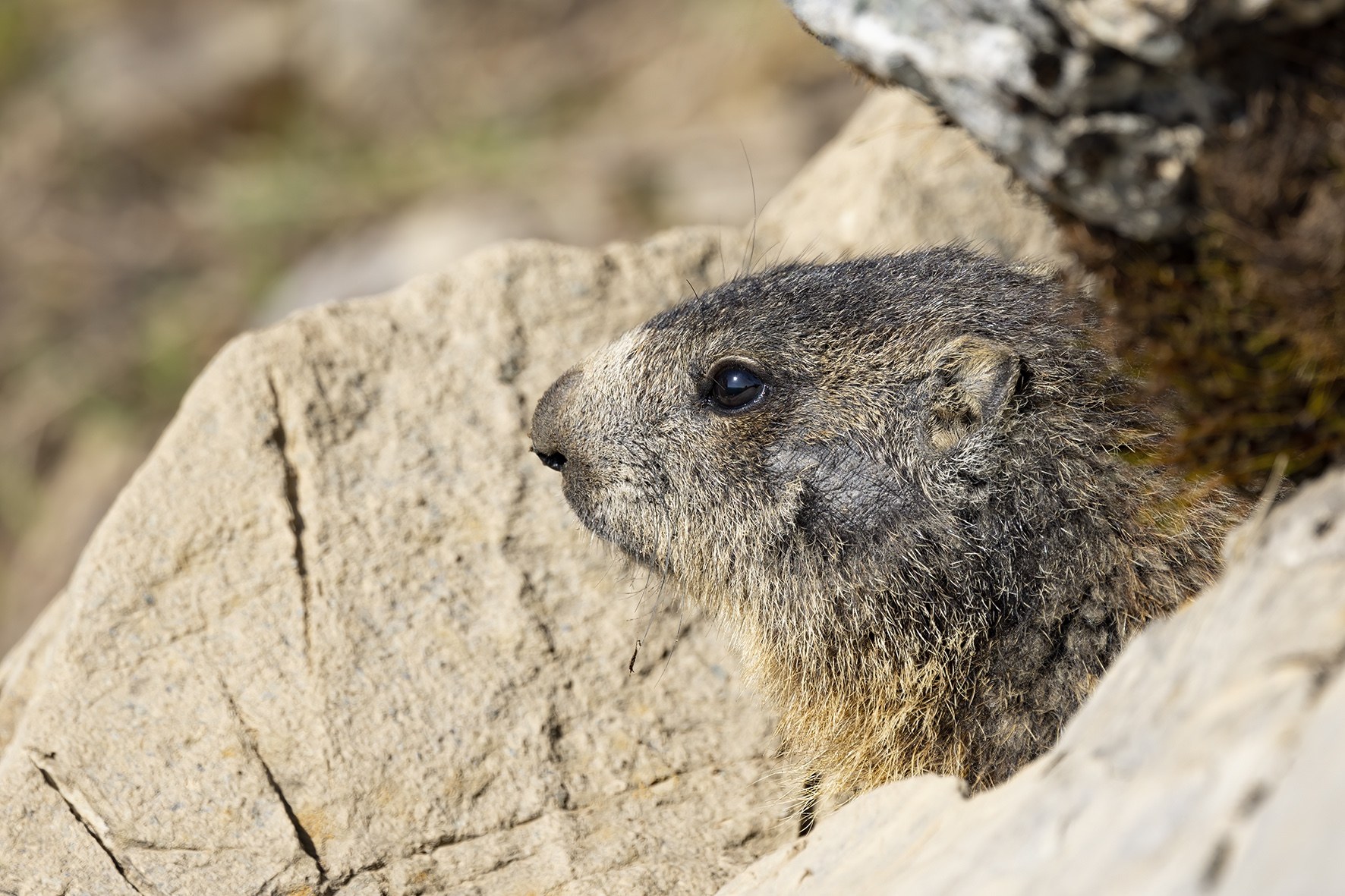 Marmotte.