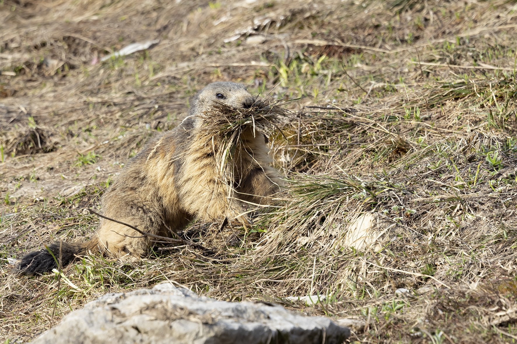 Marmotte.