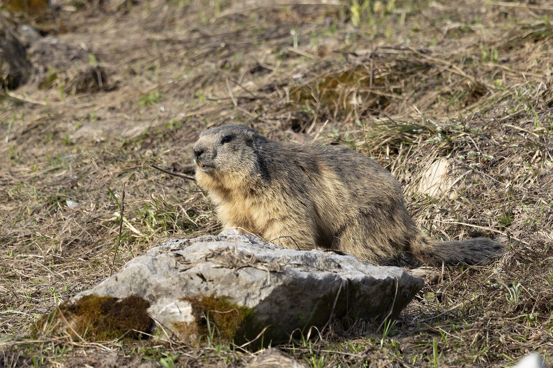 Marmotte.