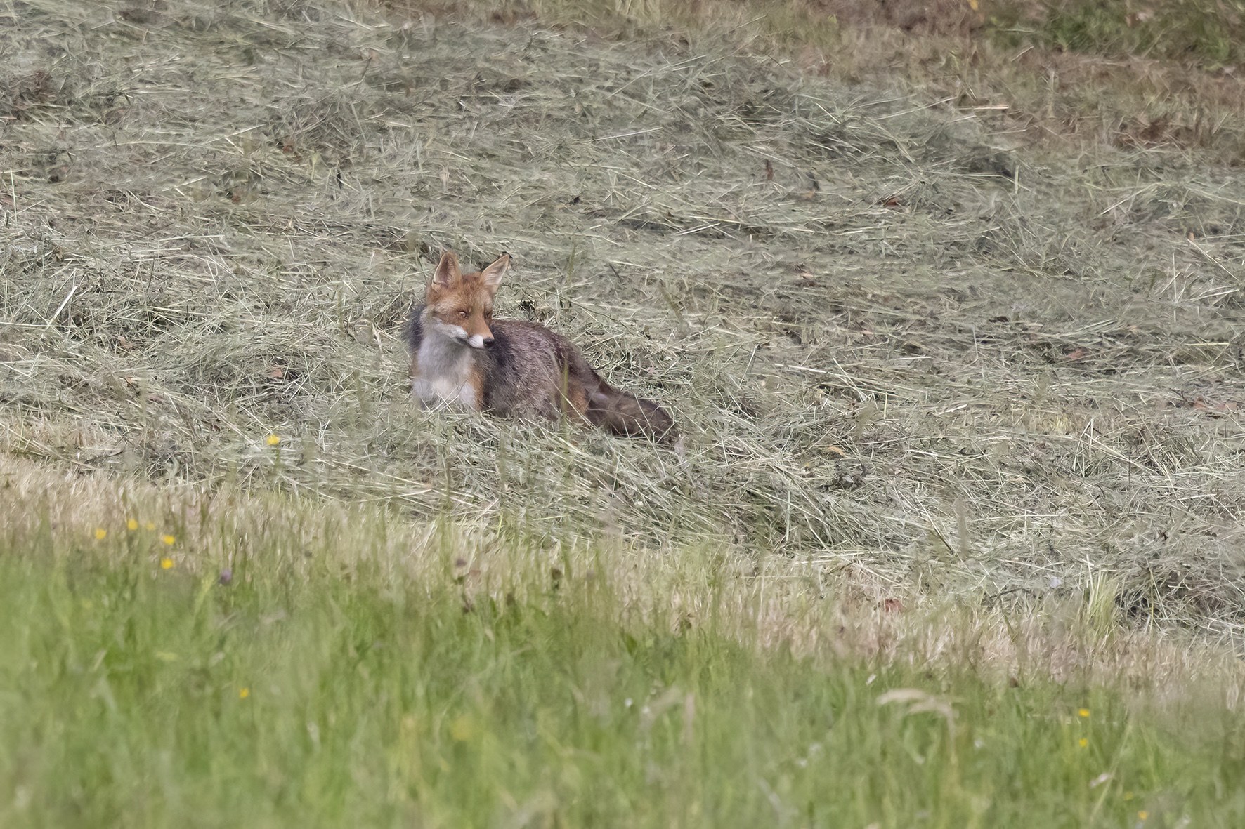 Renard.