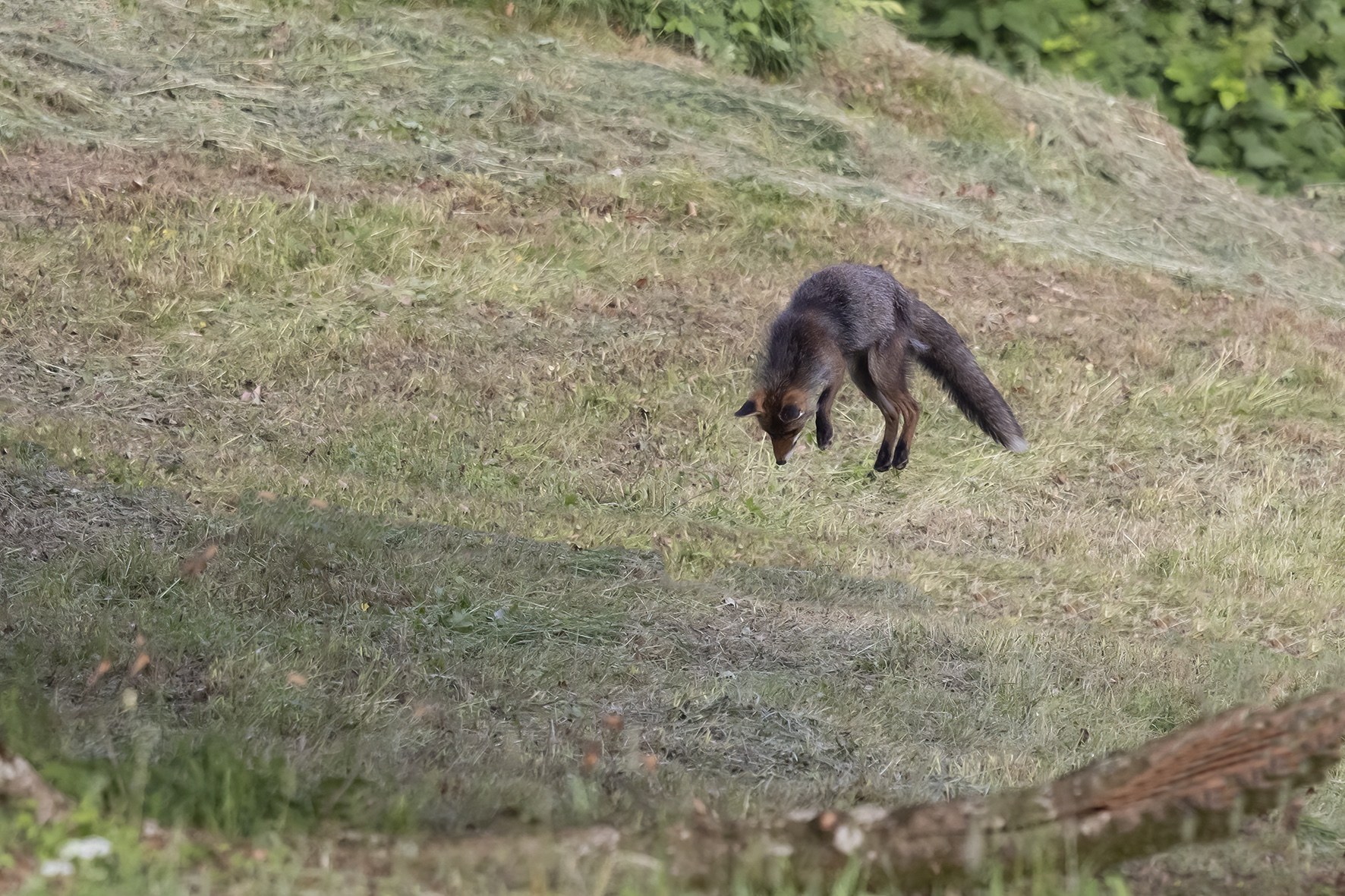 Renard.