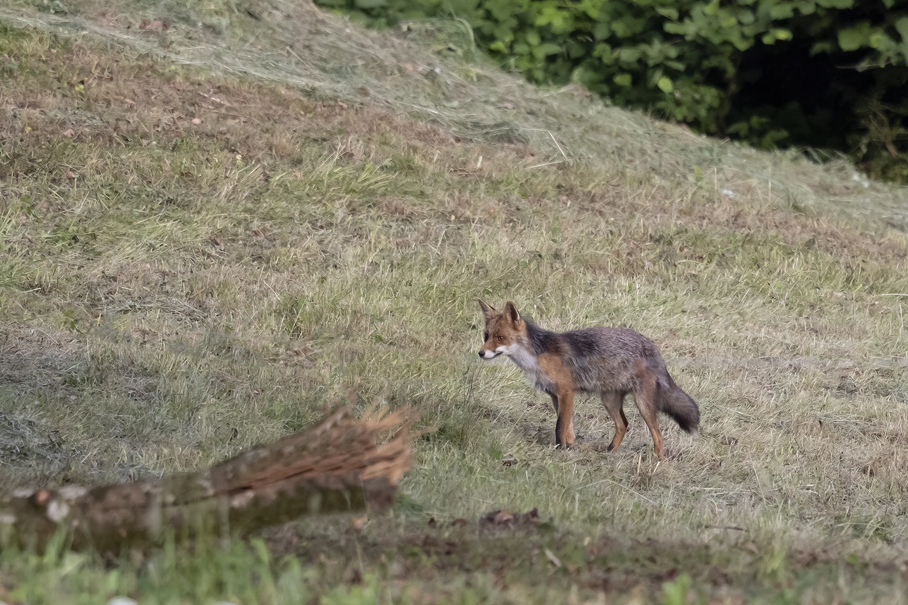 Renard.