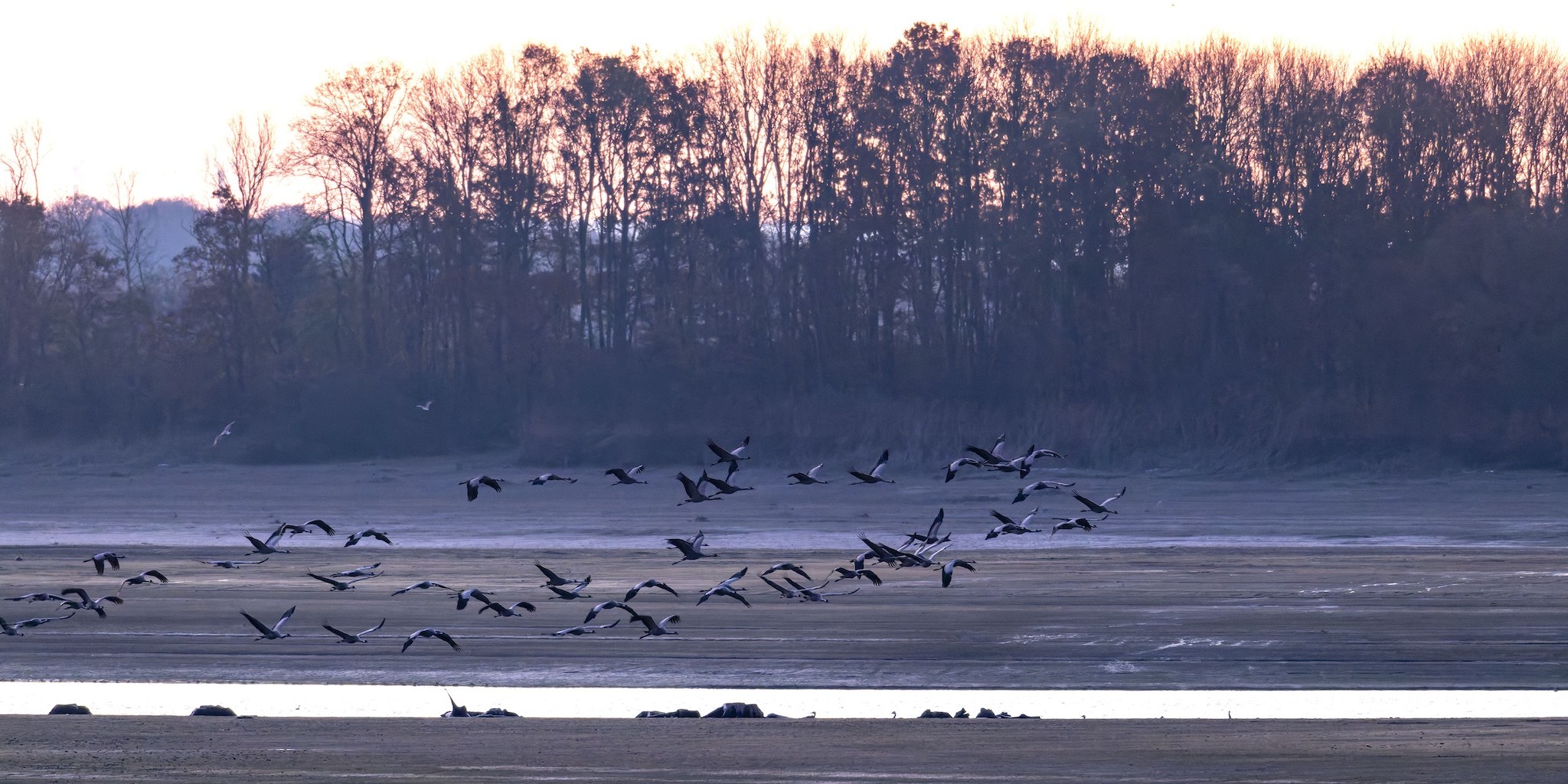 Lac du Der Haute Marne