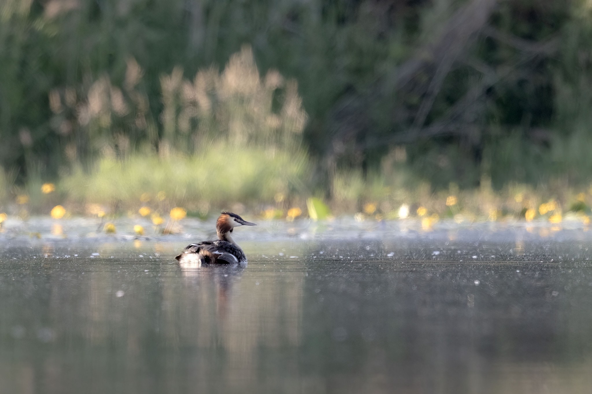 Affût flottant en Dombes