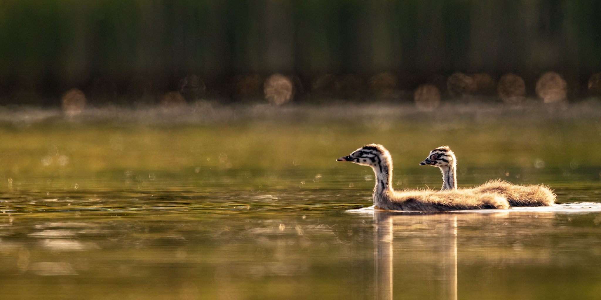 Affût flottant en Dombes