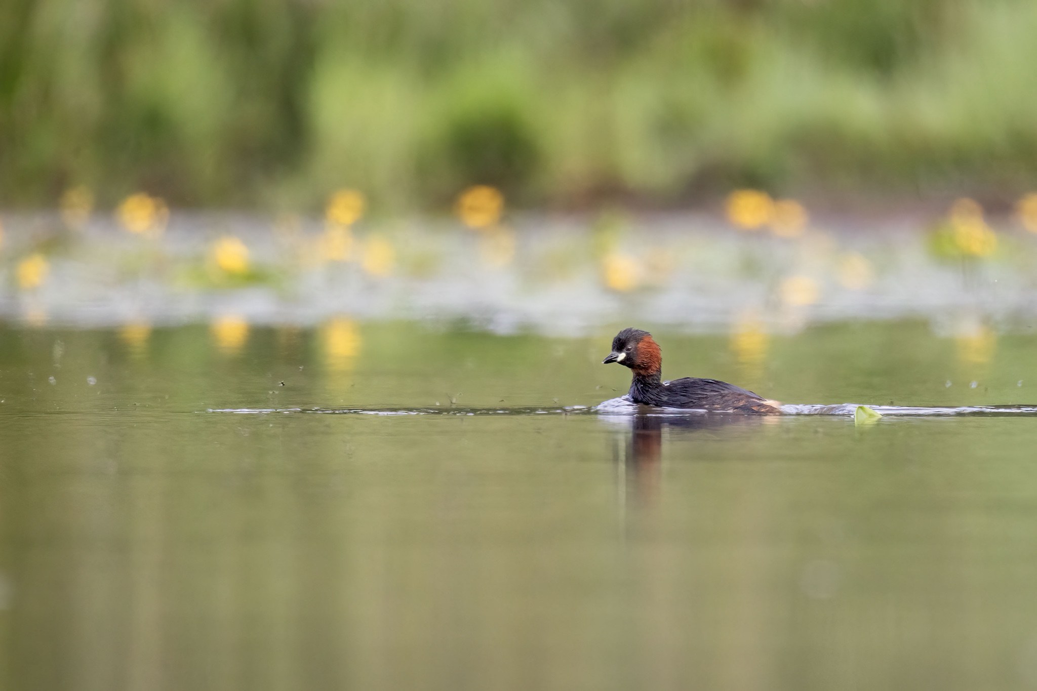 Affût flottant en Dombes