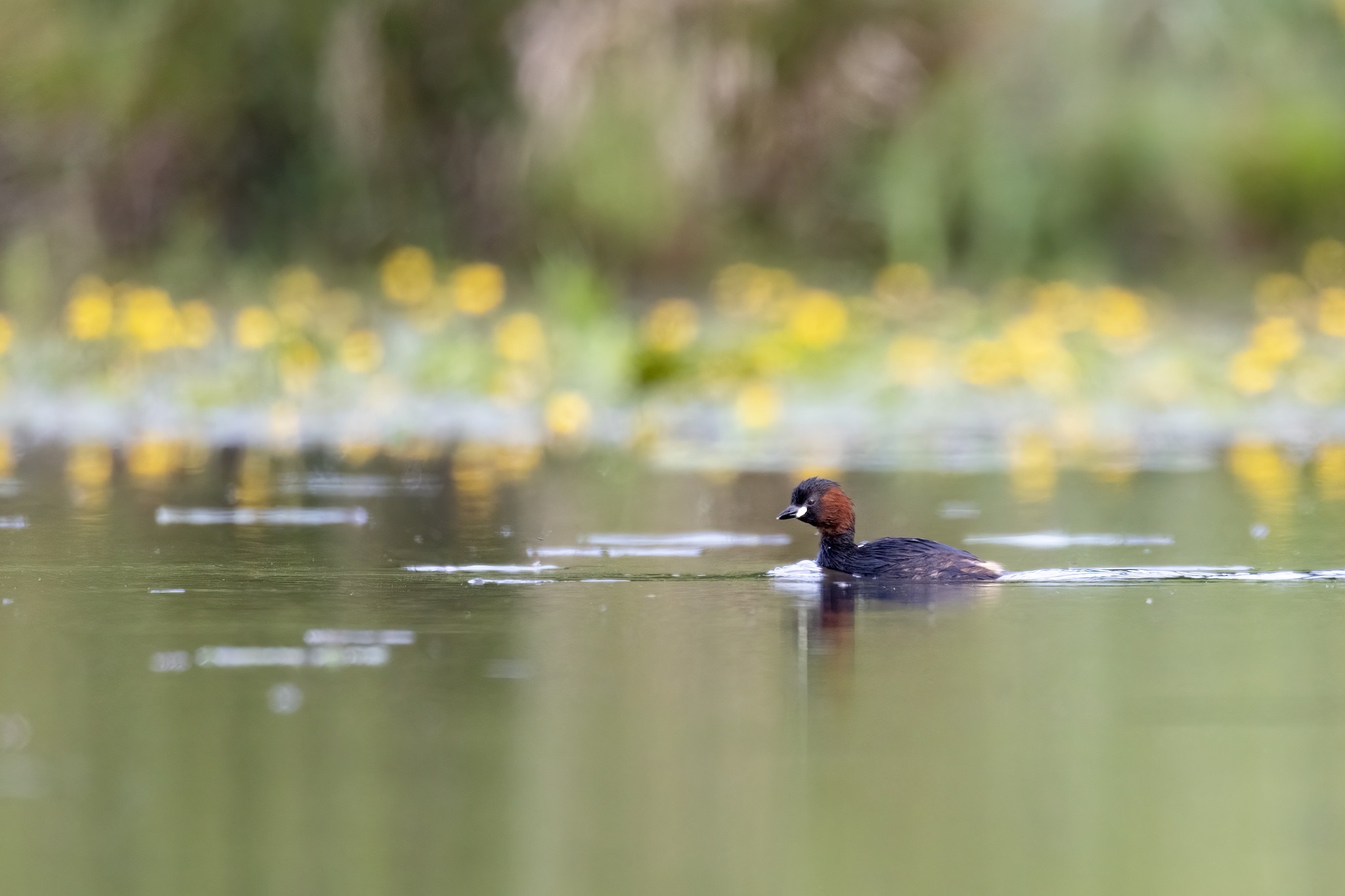 Affût flottant en Dombes