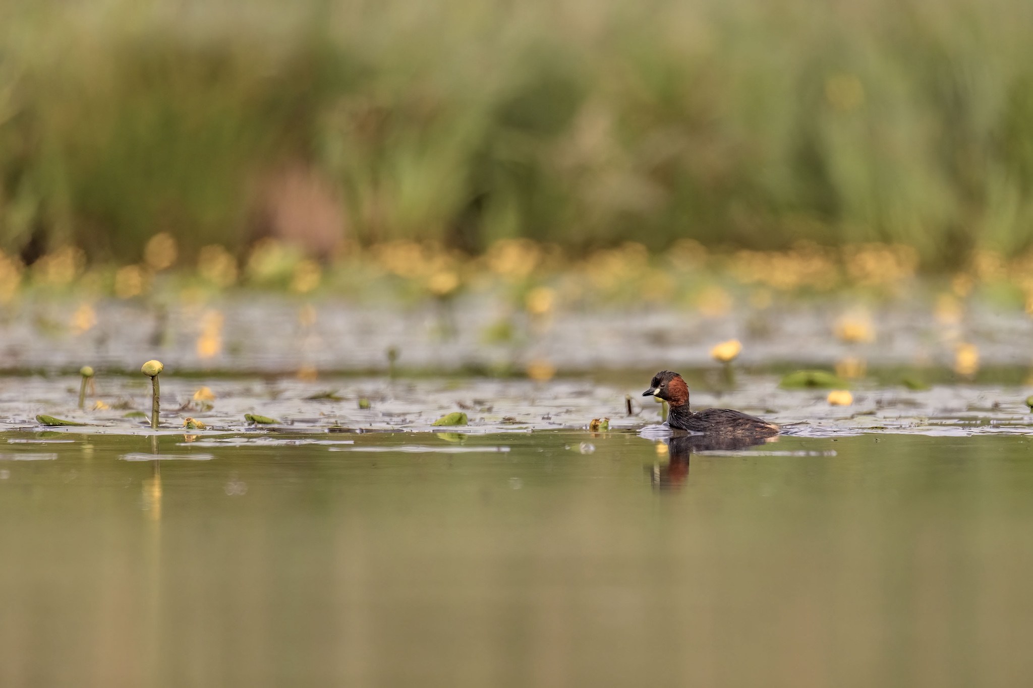 Affût flottant en Dombes