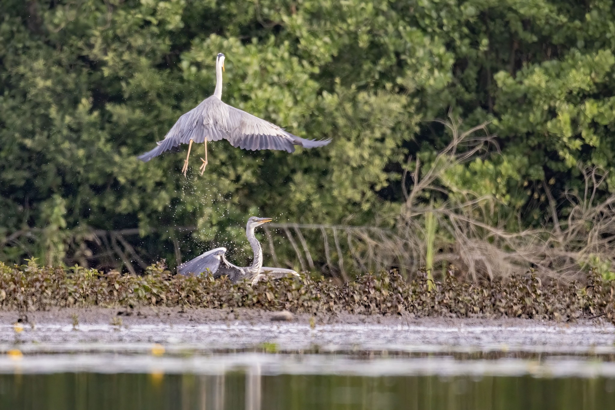 Affût flottant en Dombes
