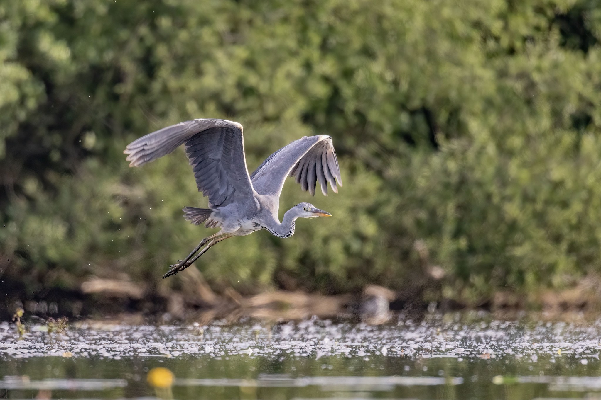Affût flottant en Dombes