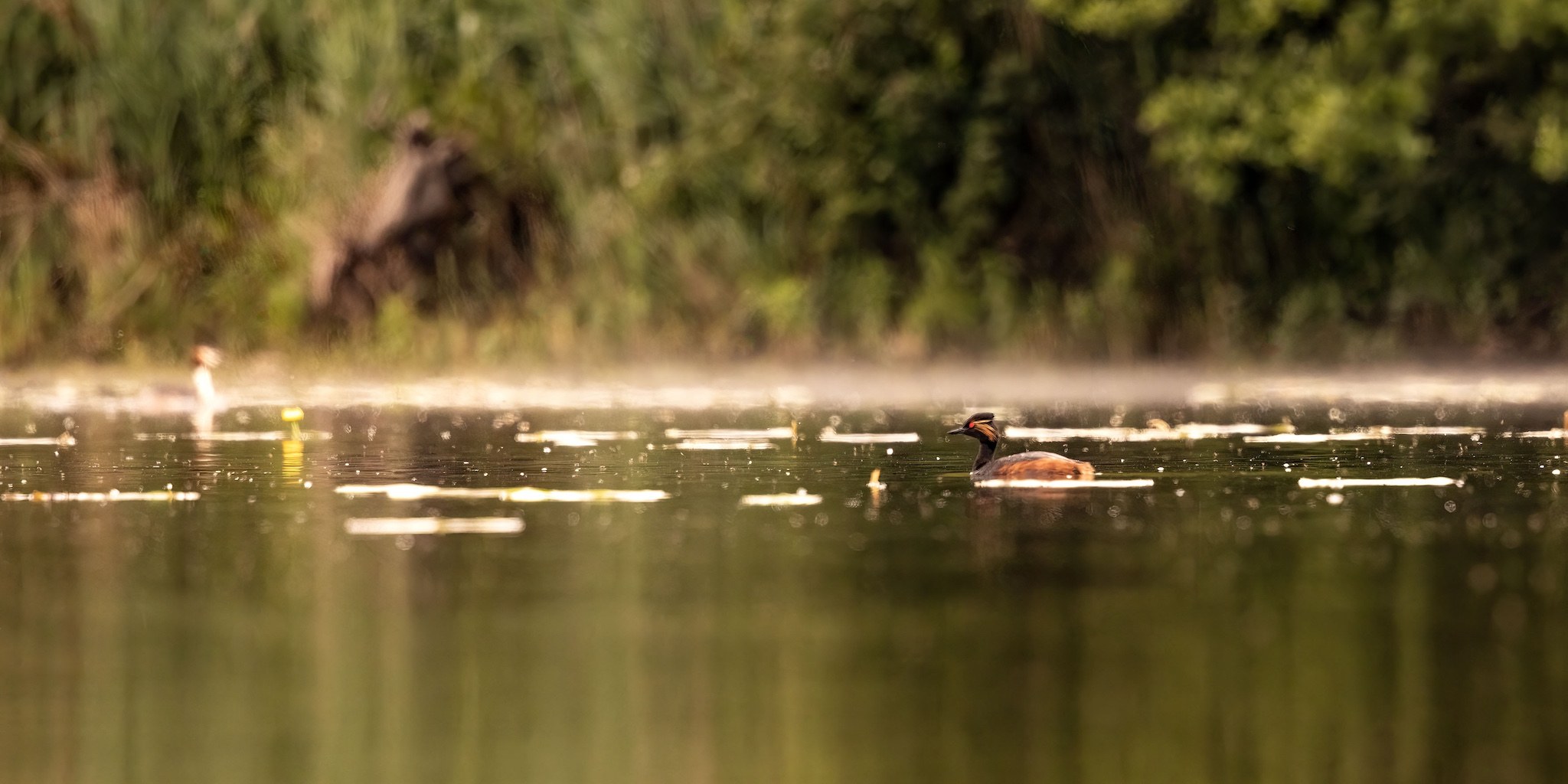 Affût flottant en Dombes