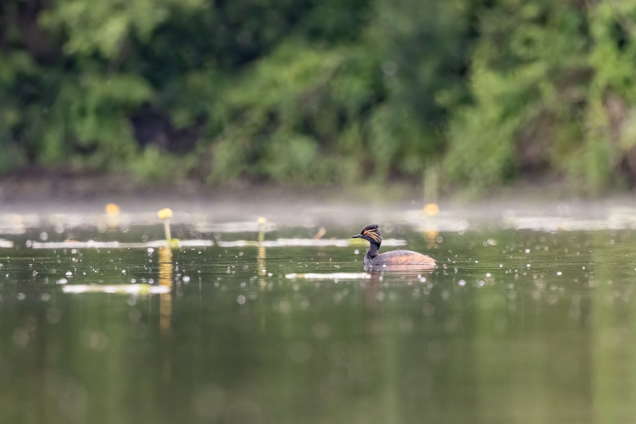 Affût flottant en Dombes