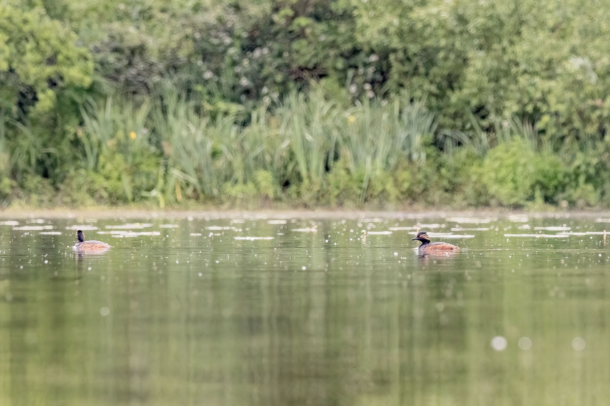 Affût flottant en Dombes