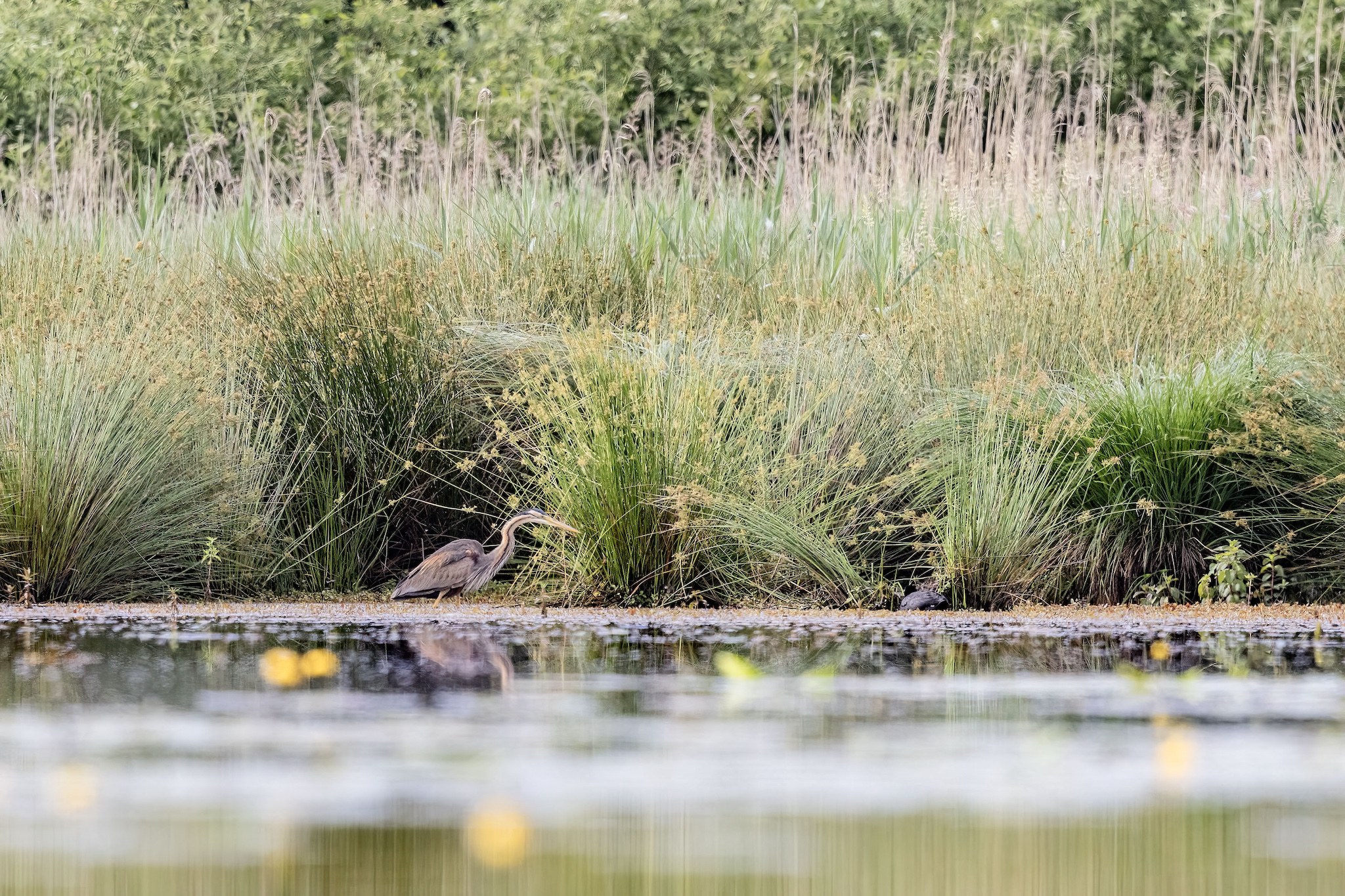 Affût flottant en Dombes