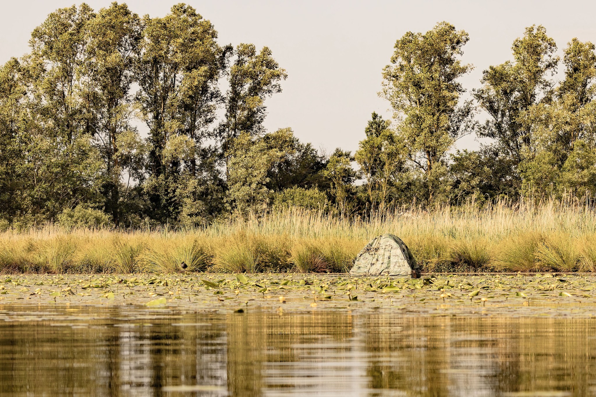 Affût flottant en Dombes