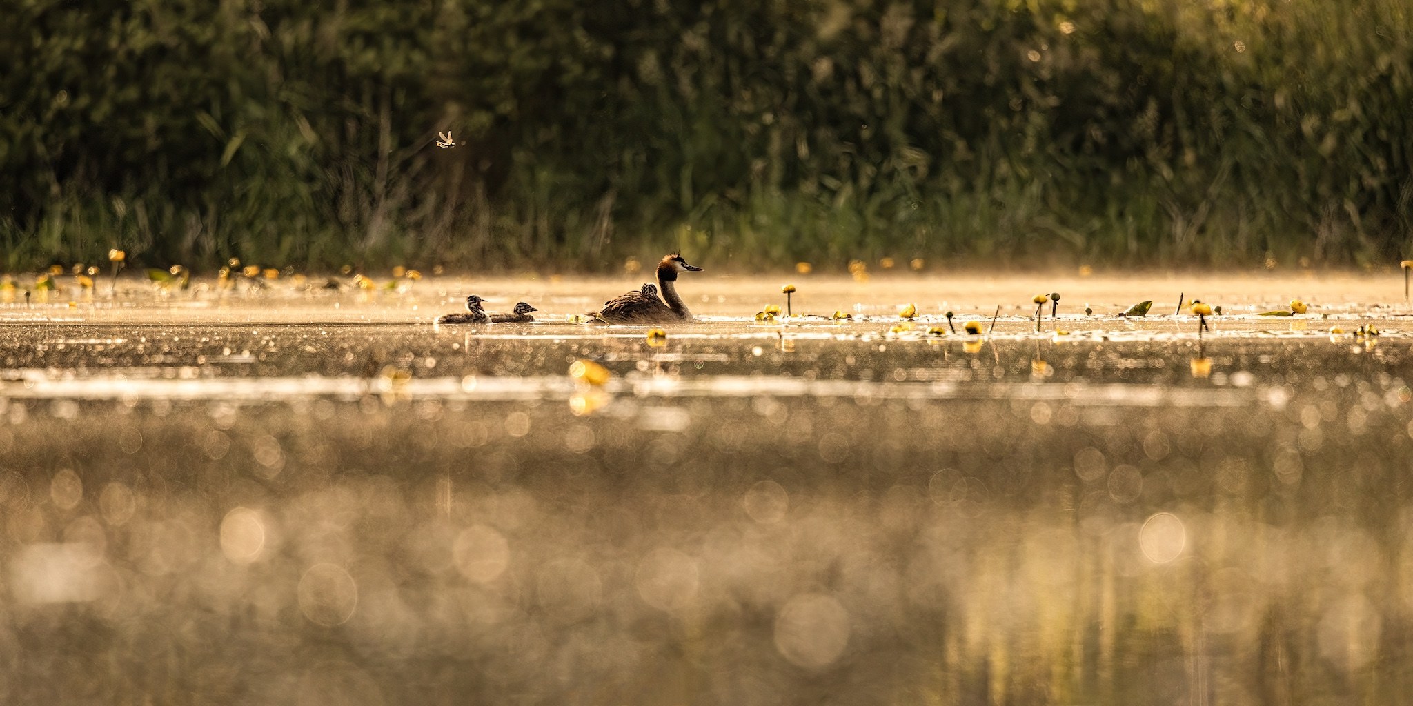 Affût flottant en Dombes