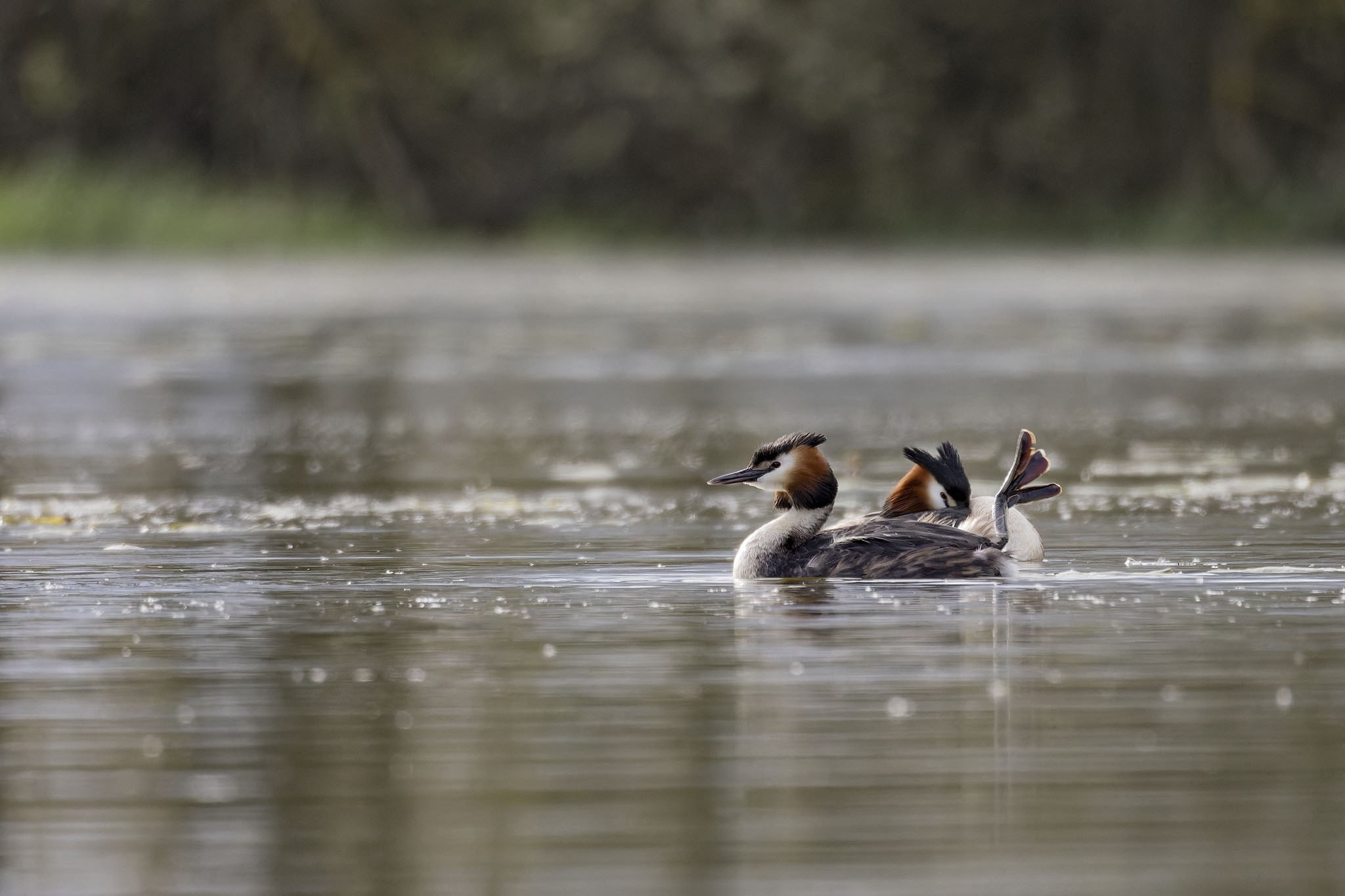 Affût flottant en Dombes
