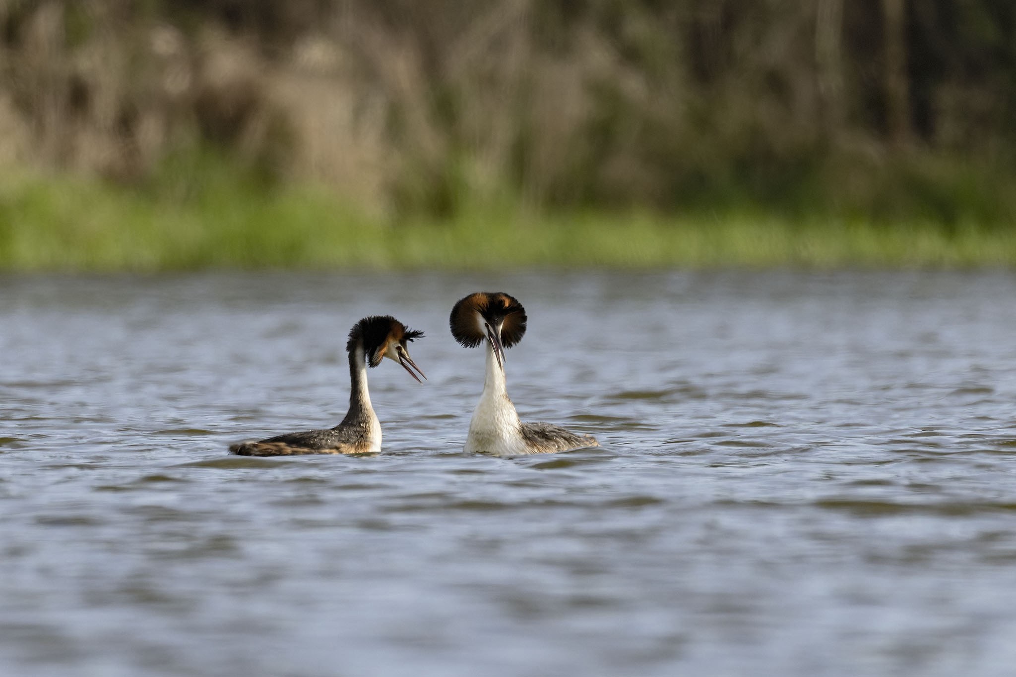 Affût flottant en Dombes