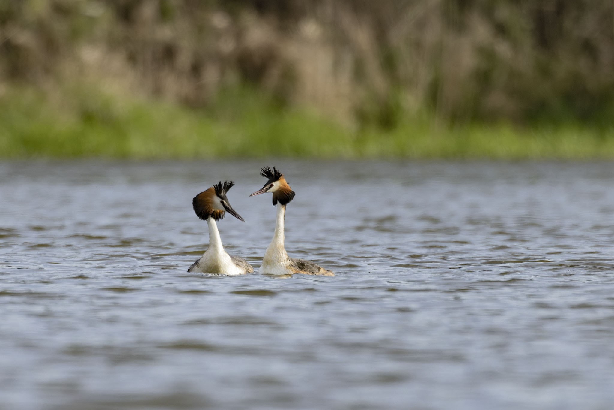 Affût flottant en Dombes