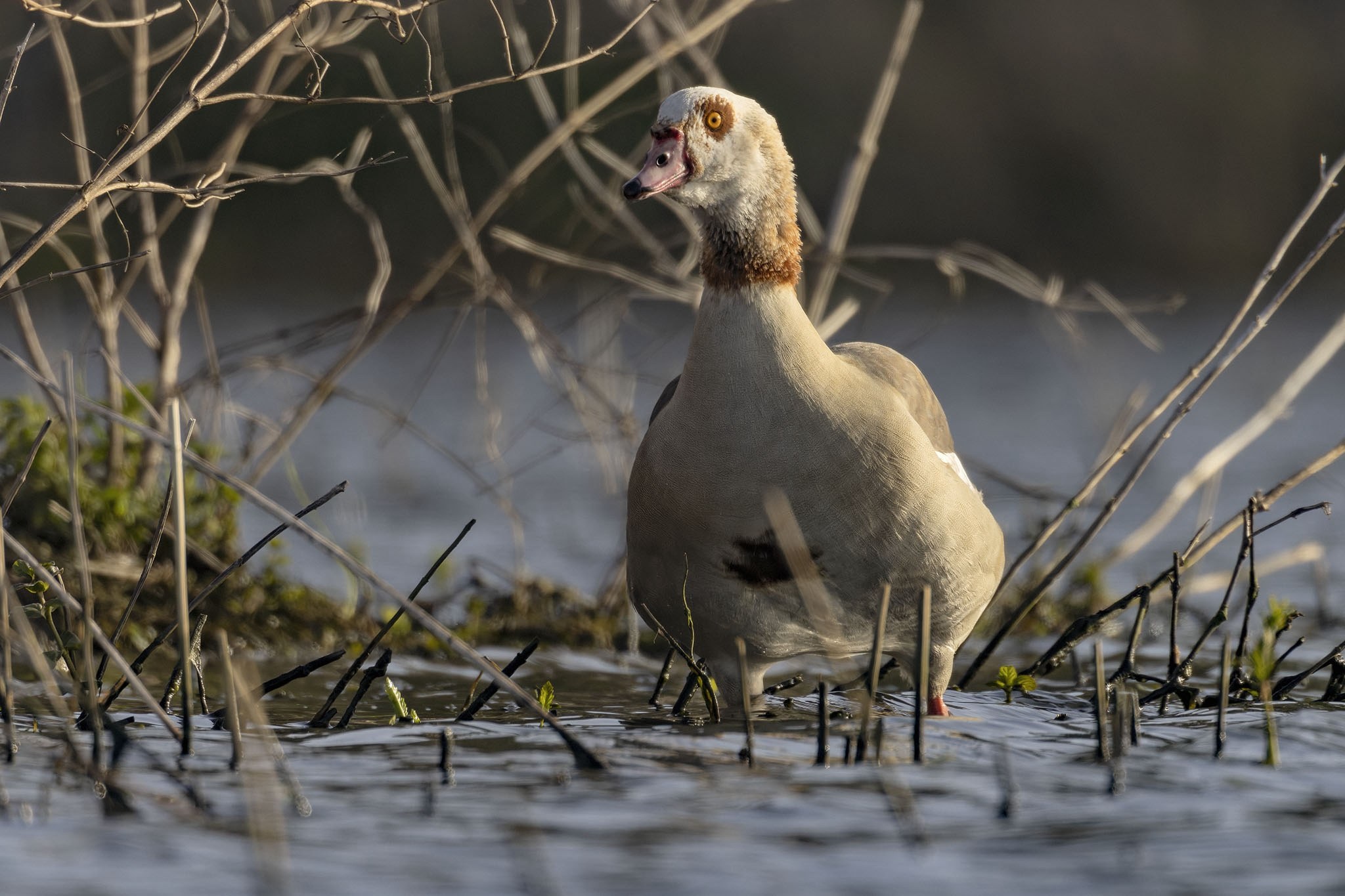 Affût flottant en Dombes