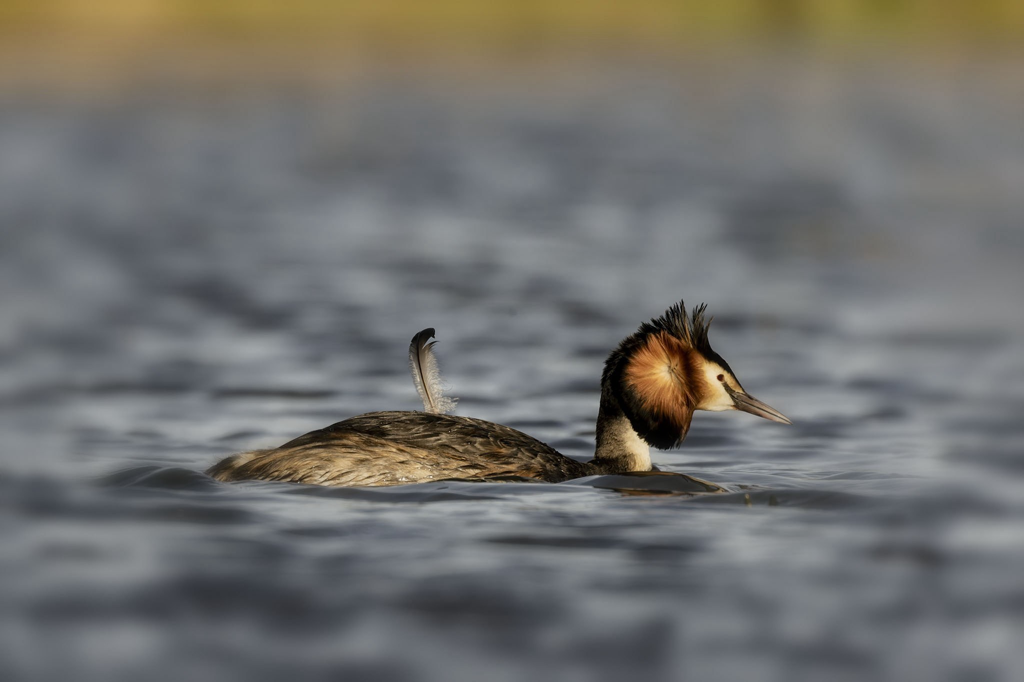 Affût flottant en Dombes