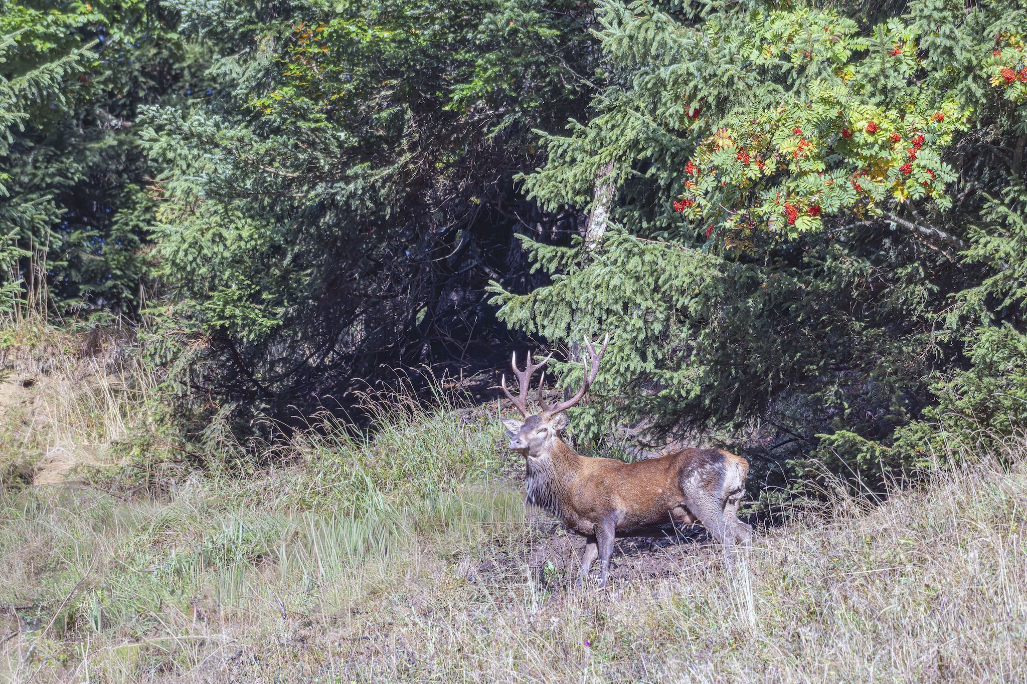 Cerf