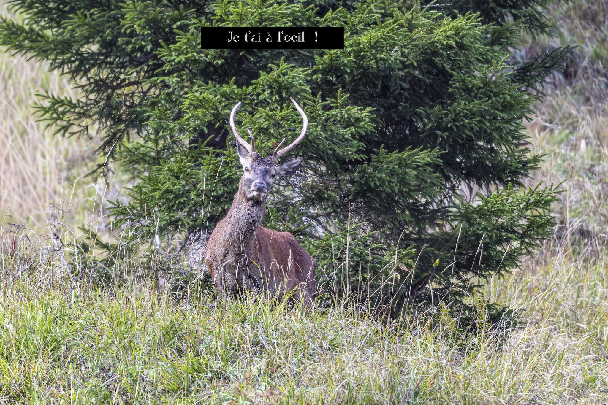 Cerf
