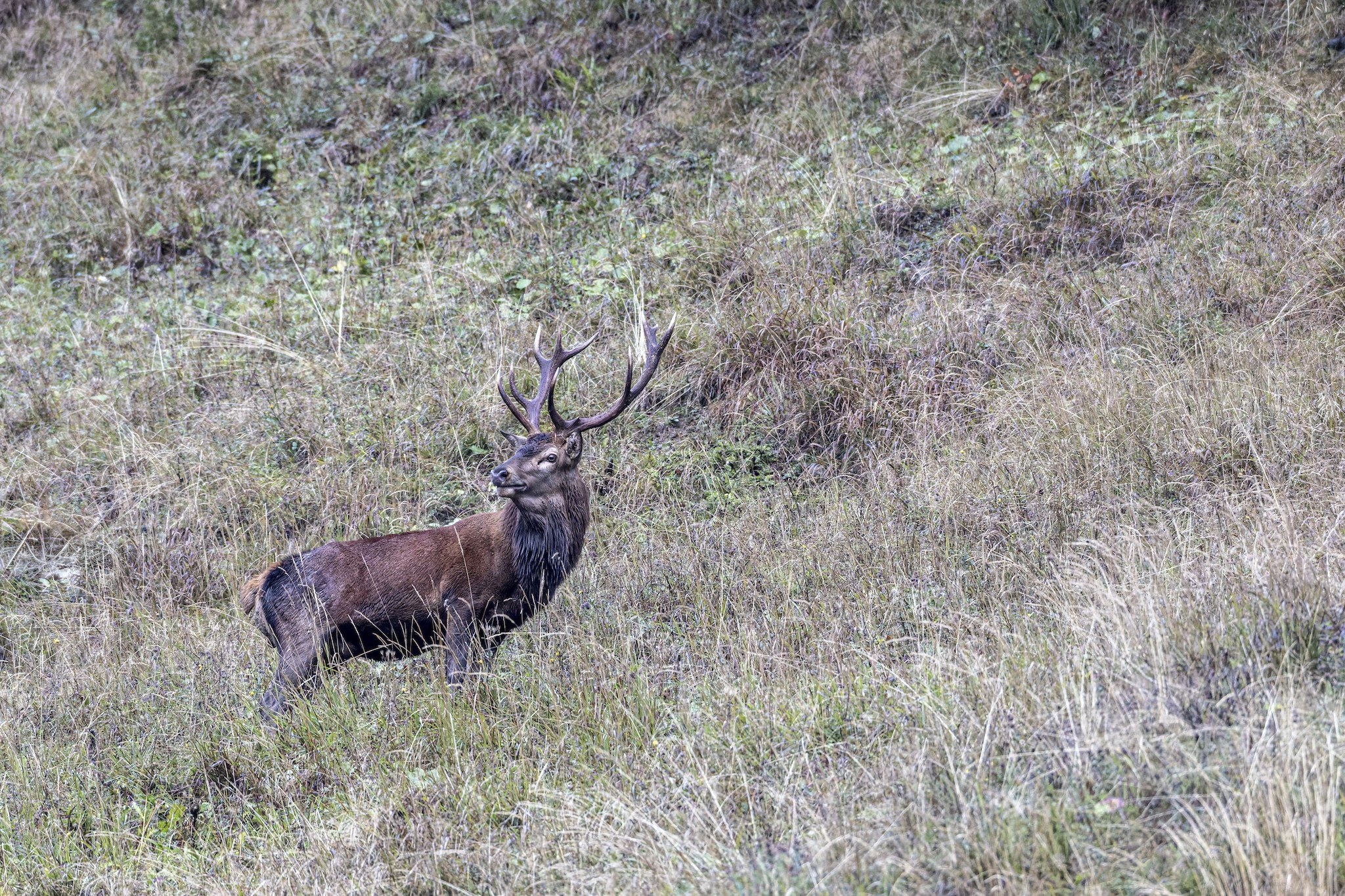 Cerf