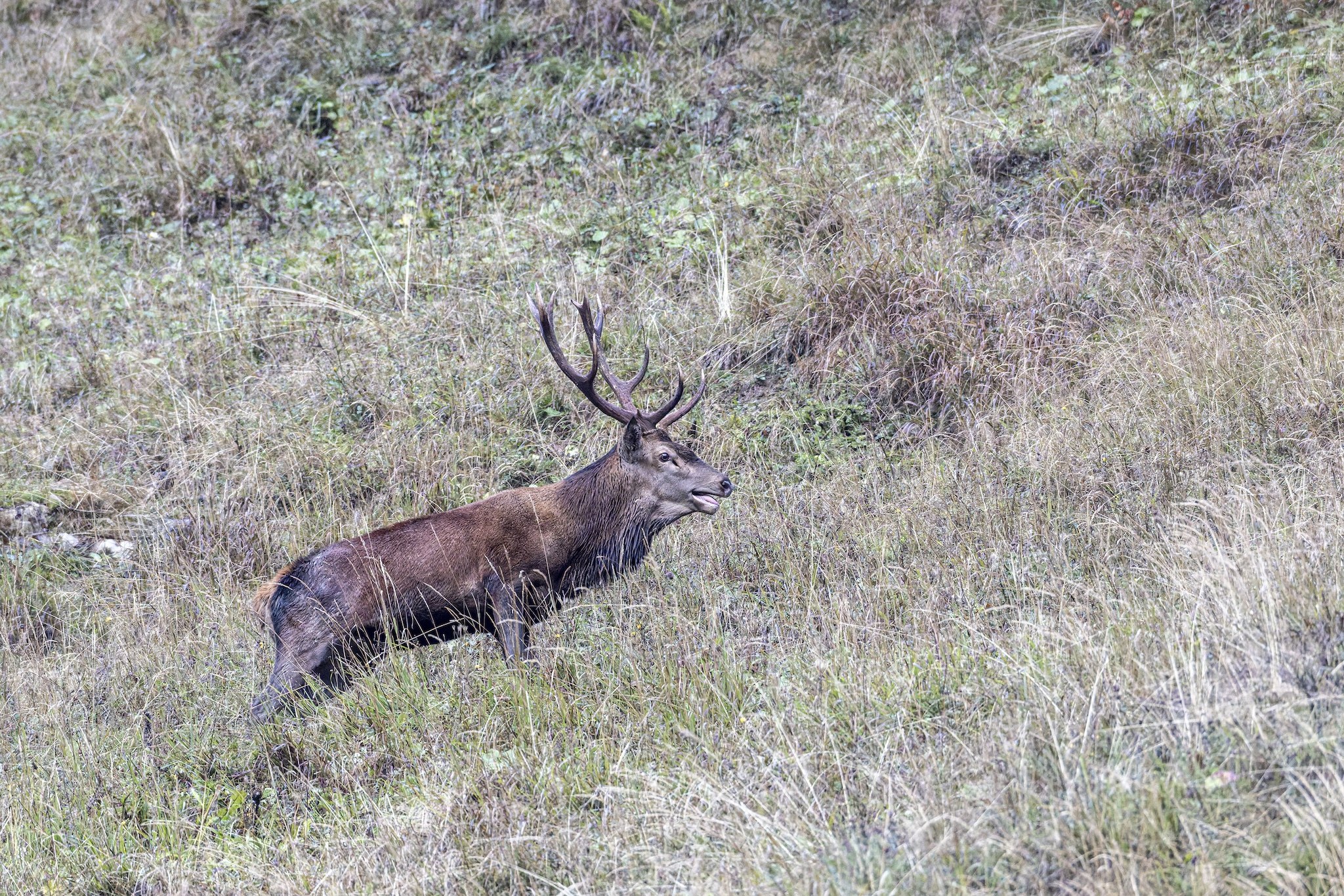 Cerf