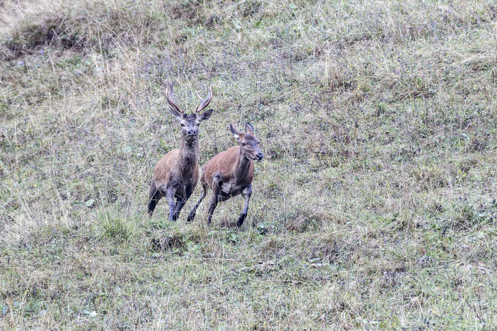 Cerf