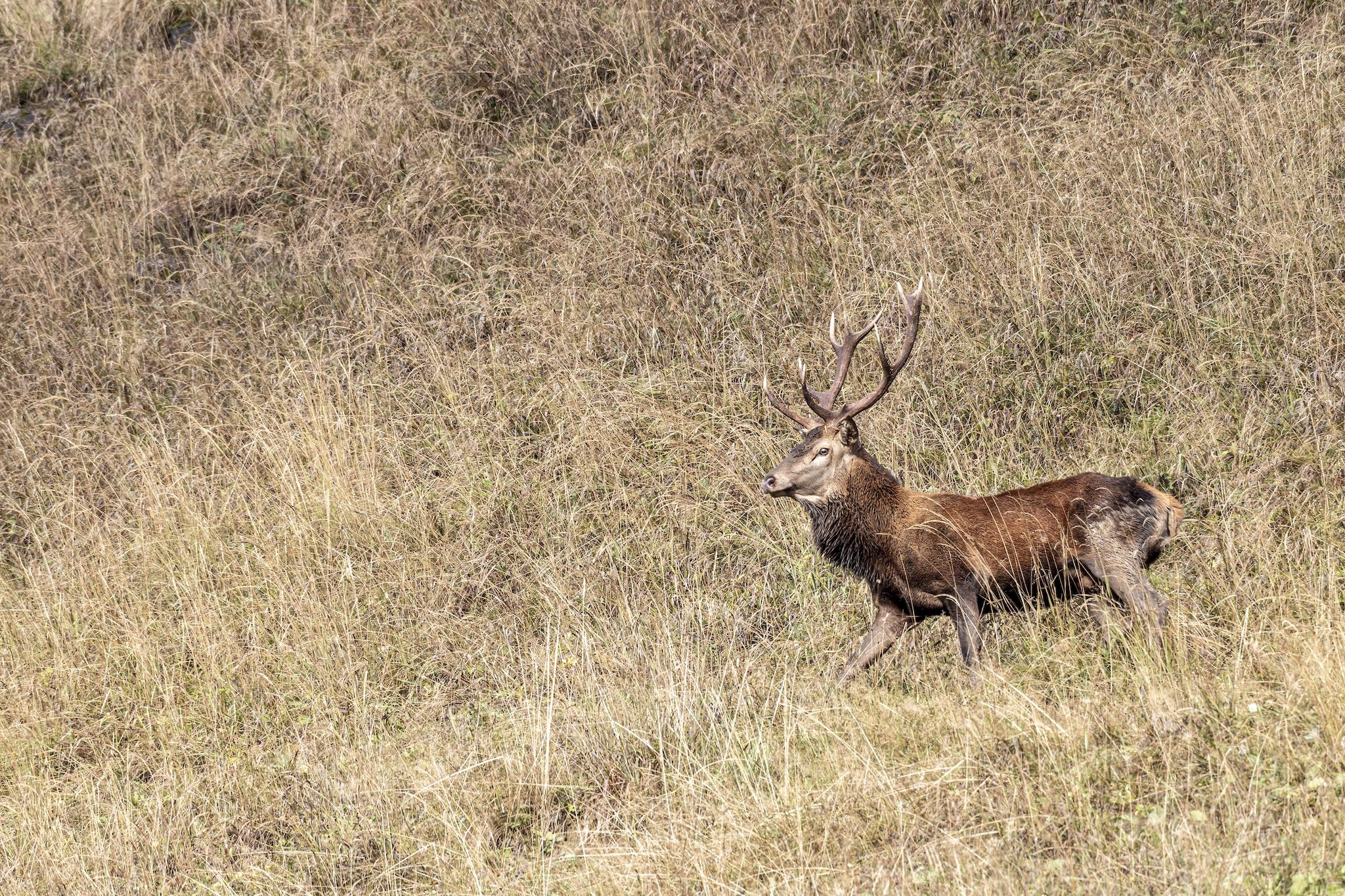 Cerf