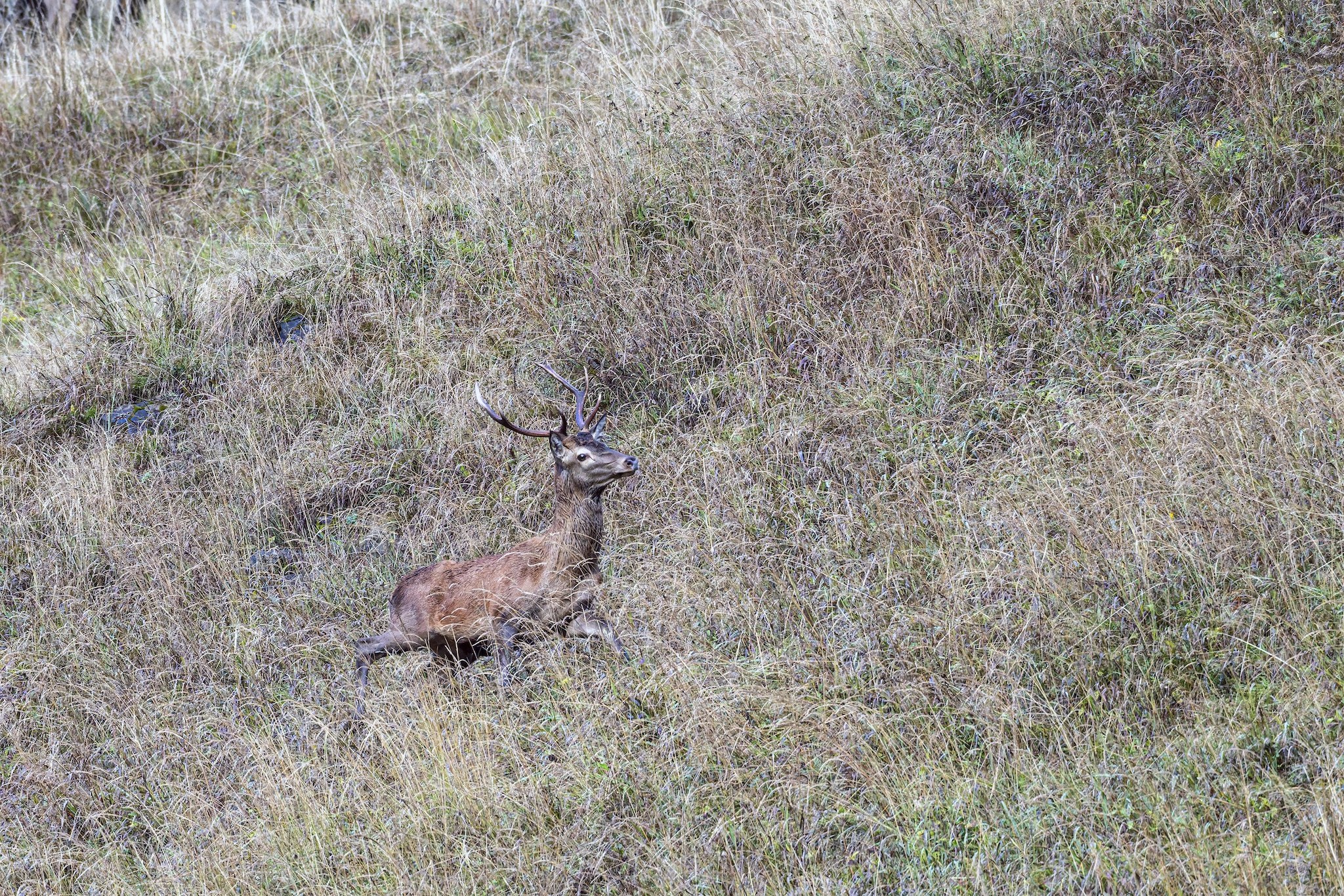 Cerf
