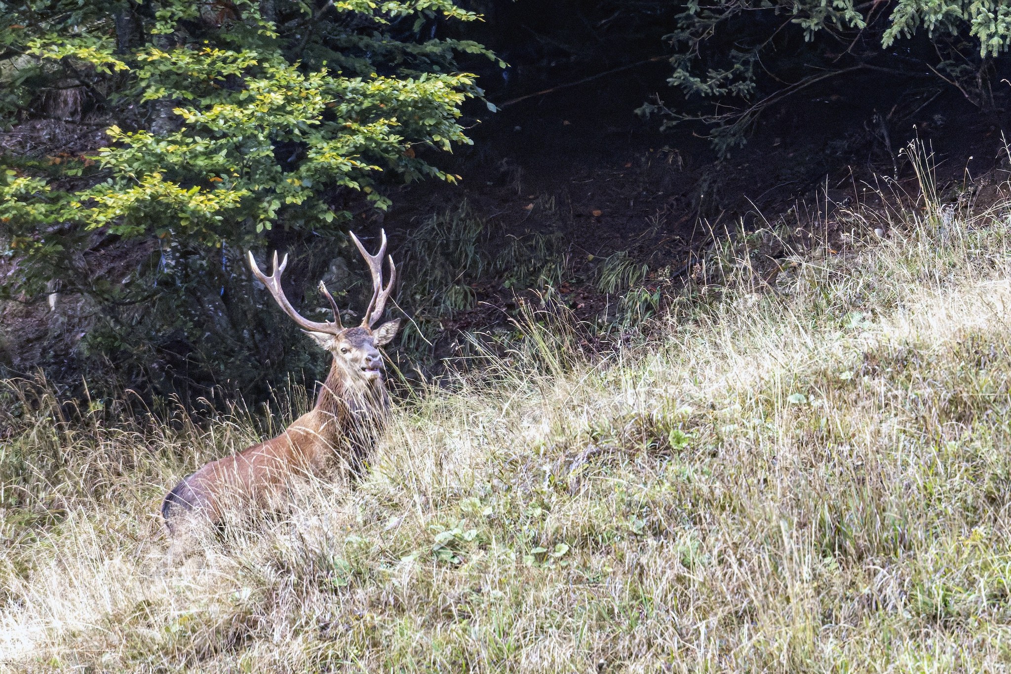 Cerf