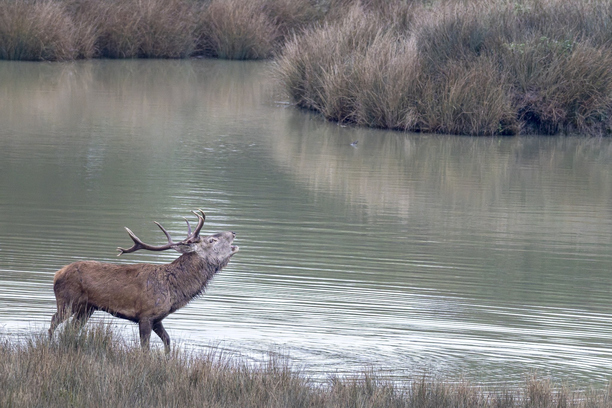 Parc Animalier de st-Croix en Moselle.