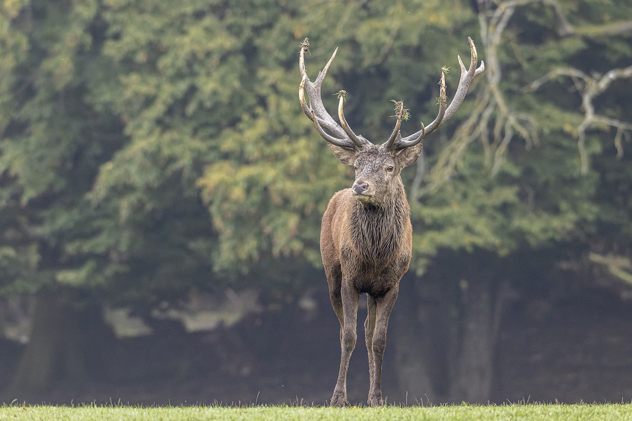 Parc Animalier de st-Croix en Moselle.